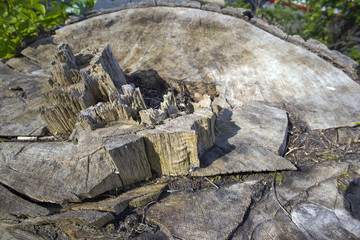 Old rotten unevenly felled stump with a relief surface, may be used as background