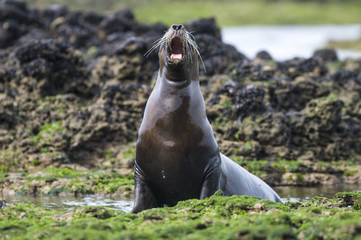 Obraz premium Samica lwa morskiego, Patagonia Argentina
