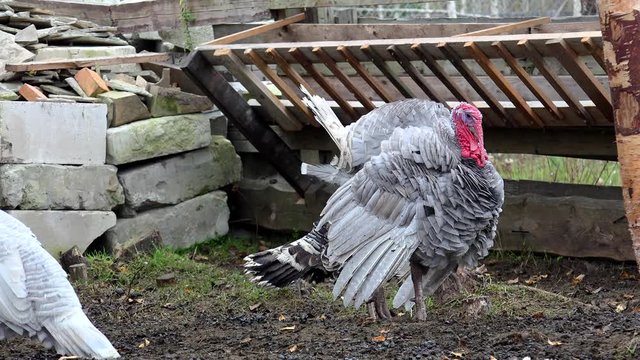 Male domestic turkey (Meleagris gallopavo) with hens on the farm.