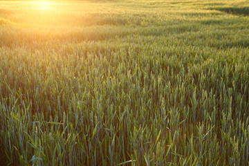 Wheat field on sunset