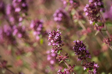 Thymus Flowers on Sunset