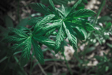 Hemp, narcotic plant.