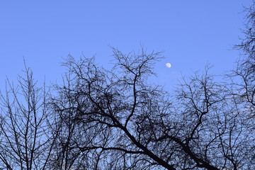 moon and tree branches without leaves against evening sky and clouds