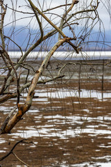 Obraz premium Bare willow branches with water drops against wooden poles in blurry Lake Kerkini wetlands