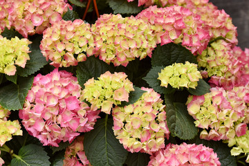 Flowering hydrangeas. Care of flowers. Pink flower.