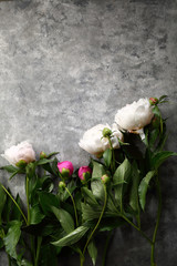 Peonies on gray background