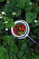 Fresh strawberries in garden