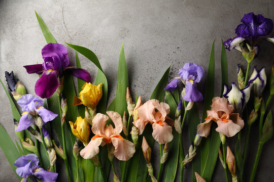 Colorful iris flowers background