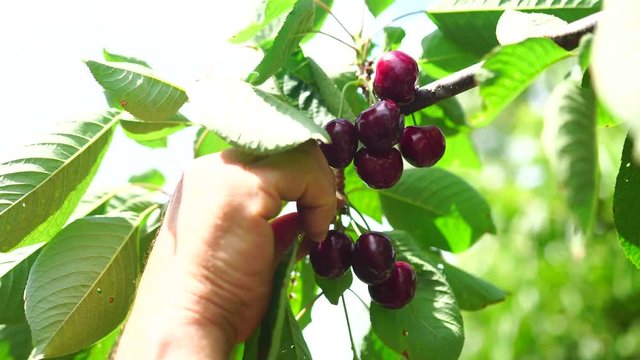 Contadino raccoglie le ciliegie