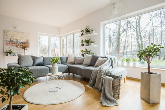 Fresh green plants in white living room interior with corner sofa with pillows and blanket, glass door and small table with tulips placed on round rug