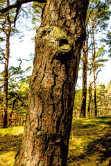 Scots pine, bark of the tree