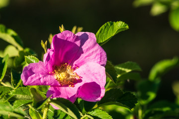 Fototapeta premium Dog rose pink flower in the bush on springtime.