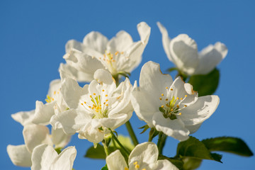 Branches of apple-tree with white flowers against a blue spring sky