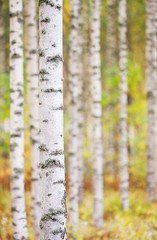 Fototapeta premium Birch forest. Selective focus and shallow depth of field.