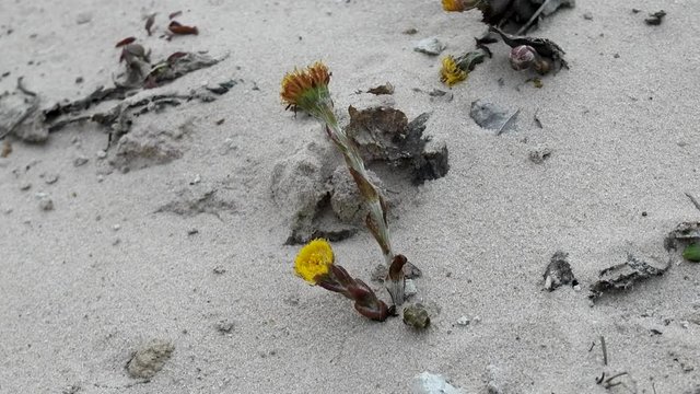 Unpretentious flowers foalfoot (coltsfoot, Tussilago farfara). Flowers primroses (early flowering) of aeolian sand, beginning of spring
