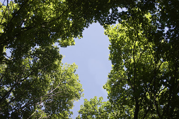 Blue sky view from the forest