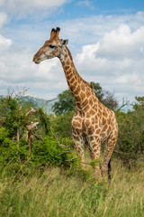 South African giraffe (Giraffa, G. camelopardalis) Family of giraffes standing on a hill in the thick lowveld, Pilanesberg National Park, Kalahari and lowveld, South Africa