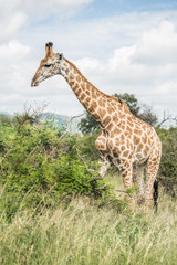Obraz premium South African giraffe (Giraffa, G. camelopardalis) Family of giraffes standing on a hill in the thick lowveld, Pilanesberg National Park, Kalahari and lowveld, South Africa