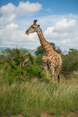 South African giraffe (Giraffa, G. camelopardalis) Family of giraffes standing on a hill in the thick lowveld, Pilanesberg National Park, Kalahari and lowveld, South Africa