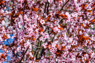 Branches of the blossoming paradise apple tree
