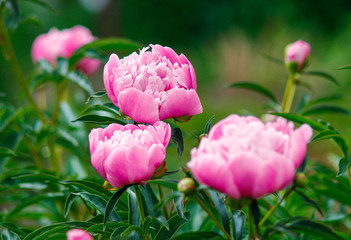 flowers, garden, red, summer, blossom