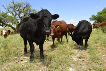 Fototapeta premium Steers fed on pasture, La Pampa, Argentina