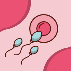 pregnancy fertilization ovum by the spermatozoon vector illustration