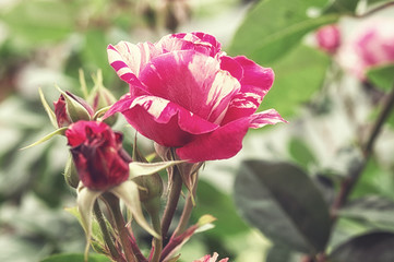 Beautiful bush flowers, red white striped garden roses under sunlight on green background for the calendar