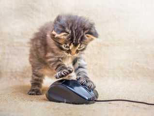 A little kitten is played with a computer mouse. Cat caught a mouse. Fun kids fun © Volodymyr