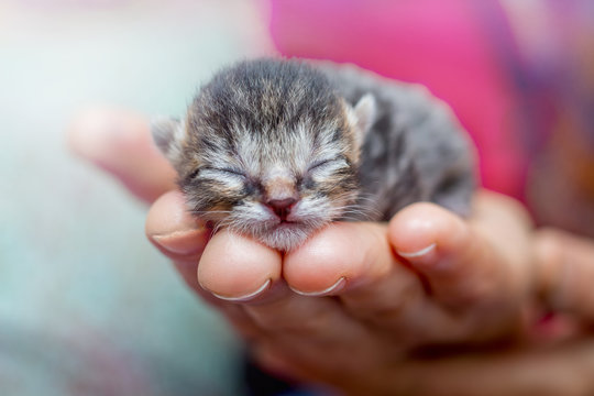 A little cat sleeps on the palm. A woman holds a newborn kitten in her hand
