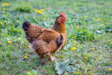 Brown chicken goes by  grass in search of food. Growing of poultry_