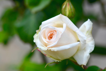 Rose bud beauty