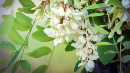 Flowering acacia tree