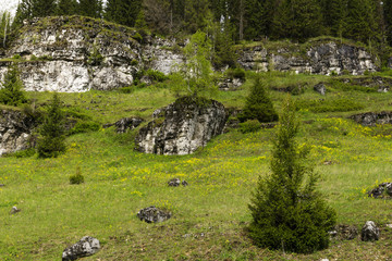 flowering glade on a mountain slope, with limestone rocky ledges and forest in the background