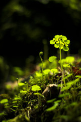 tiny plants in a cave illuminated by a sunbeam on a dark background..