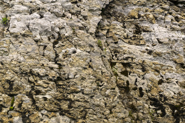 background, texture - surface of old natural weathered rough rock with mountain plants
