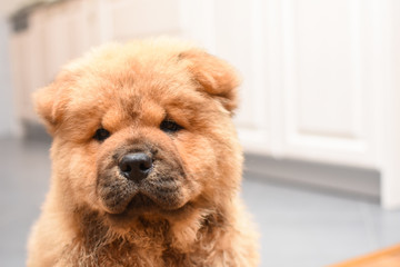 Chow chow puppy in the house. Purebred red dog chow chow