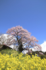 上石の不動桜（福島県・郡山市）