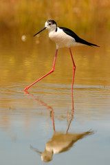 Stilt in a Spanish pond