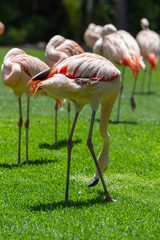 Flamingos birds in zoo park stand on grass.