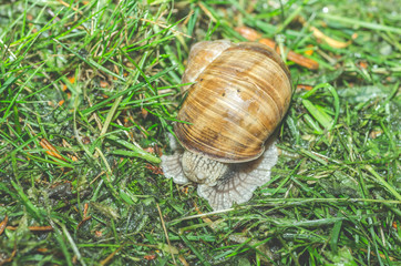 Garden common snail in shell crawling over the green grass after the rain, close up selective focus