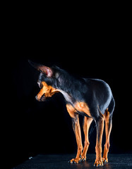 portrait of a beautiful little dog in a photo studio with a black background