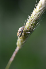 insect on a plant 