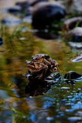 Two Frogs Mating