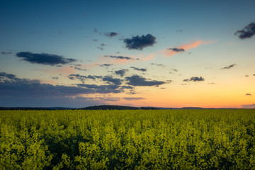 Sunset over the field rapeseed in Moravia, Czech Republic