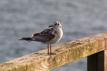 Möwen (Laridae) an der Ostsee. Insel Usedom.