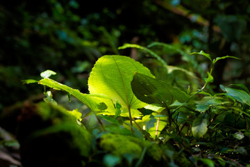 Flora of Cameron Highlands mountains