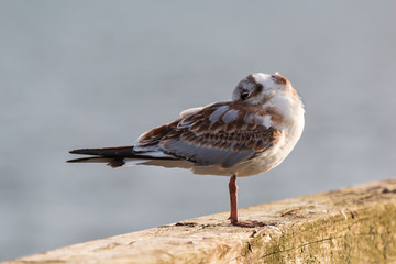 Möwen (Laridae) an der Ostsee. Insel Usedom.