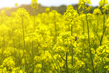 field of mustard in early summer, during flowering period