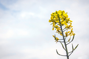 flowers and pods of mustard on the field, against the sky